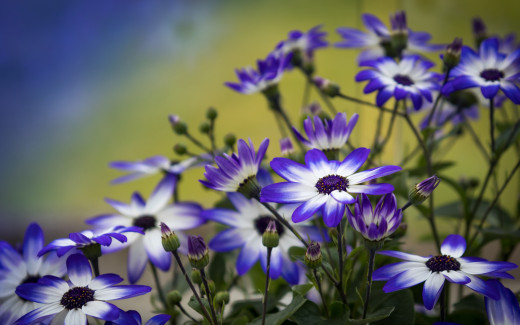 1164174 (a): :2880x1800